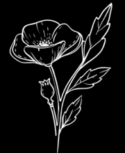 poppy